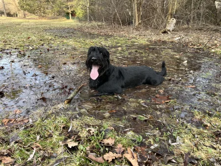 A Giant Schnauzer dog laying in a puddle