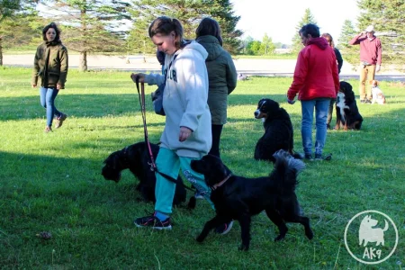 A dog heeling with its owner who is an older child