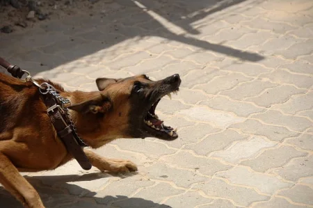 A Malinois dogs baring its teeth and lunging aggressively