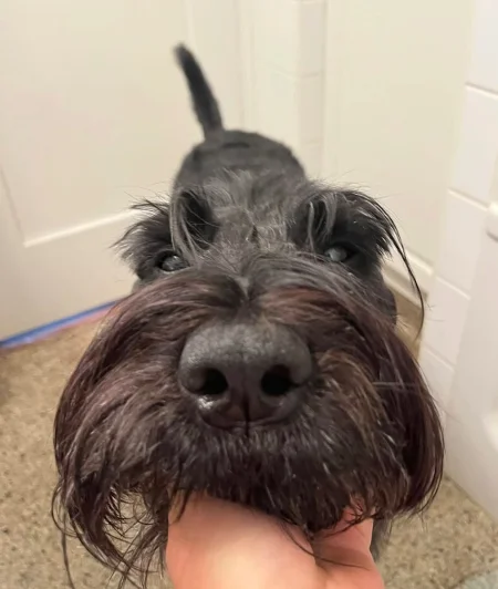 A close shot of a dog's face