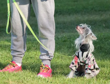 A well-behaved Chinese Crested dog sits on a leash and makes eye contact with its owner during an outdoor training session.
