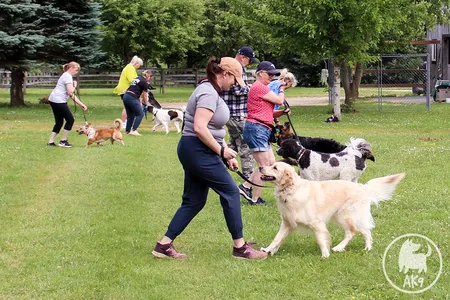 A group of people training their dogs