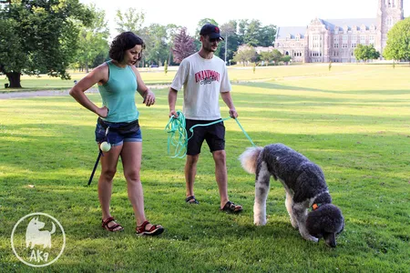 Dog following scent with its nose close to the ground
