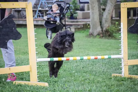 A Chinese Crested Dog jumping over a hurdle