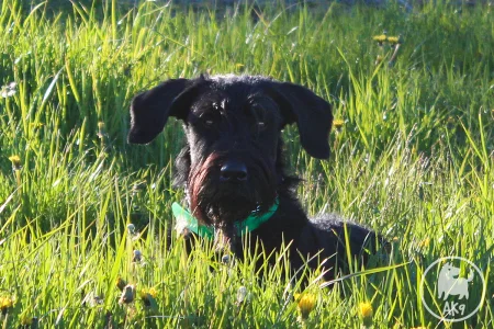 A black Schnauzer dog with a beard and a green collar lies in tall green grass.