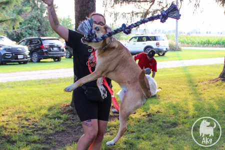 A tan dog jumps high during an outdoor agility and drive training session, shaking a large knotted rope toy.
