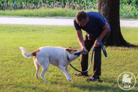 A man plays tug-of-war with a white and brown dog on grass.