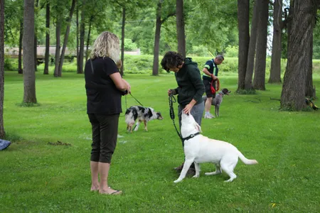 Dog following hand with food