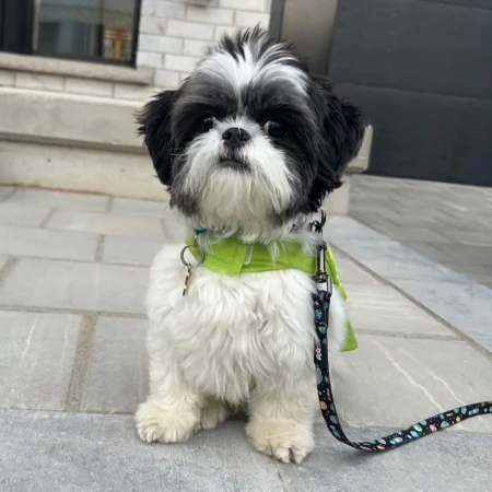 A Shih-tzu dog sitting on a porch