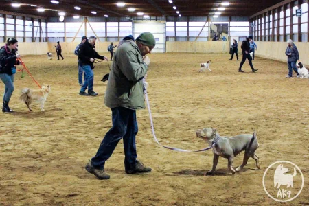 A dog walking towards its owner