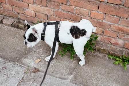A dog lifting up its leg and peeing at a brick wall