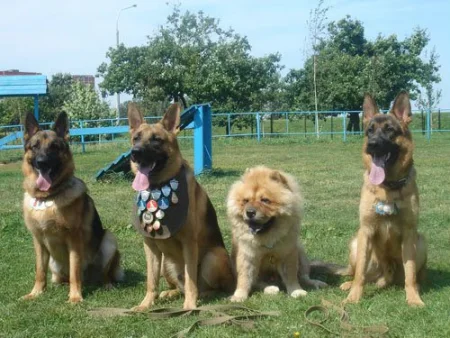 Three German Shepherds and a Chow Chow sitting in a row and showcasing their medals