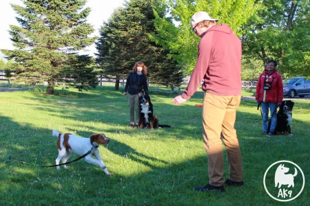 A Brittany spaniel puppy running to its owner