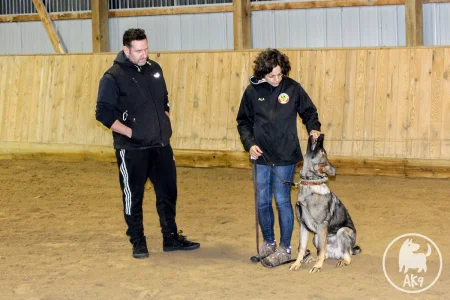 A German Shepherd puppy taking a piece of food from a trainer's hand and sitting down