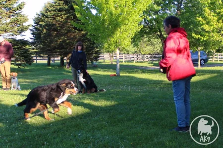 A Bernese Mountain Dog puppy performing a recall