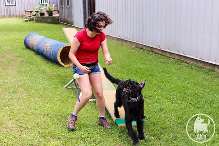 Happy dog running down a teeter