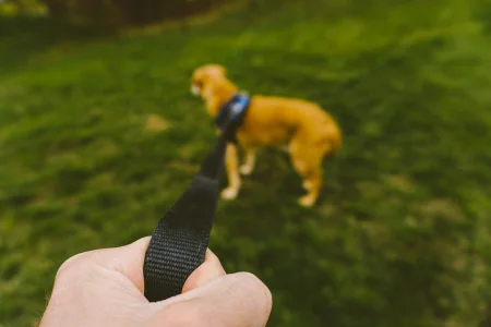 A hand holding a nylon leash