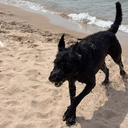 A black Giant Schnauzer running excitedly on a sandy beach.