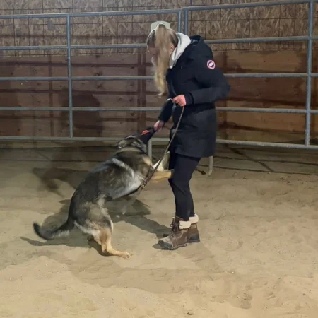 German Shepherd dog is playing with its owner