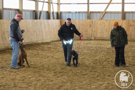 Puppy attentively heeling with its owner