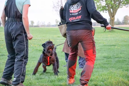 A black Giant Schnauzer wearing a red harness barking intensely during a protection training session in an open field, with a trainer holding a bite sleeve and stick.