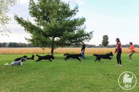 A timelapse photo of a dog performing a recall