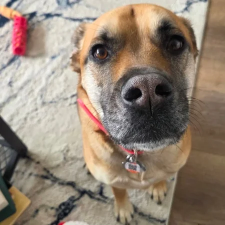 Brown dog looking into the camera