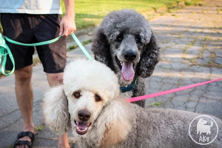 Two poodles, one grey and one white, looking into the camera