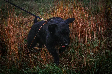 Black dog pulling hard on leash