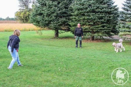 Dog performing a recall and running back to its owner