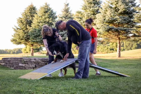 A large dog trains on an agility ramp with two handlers on a grassy field surrounded by pine trees.