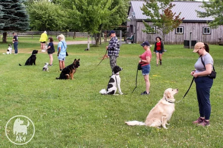 A group of dogs sitting in front of their owners, leashed and attentively looking at them