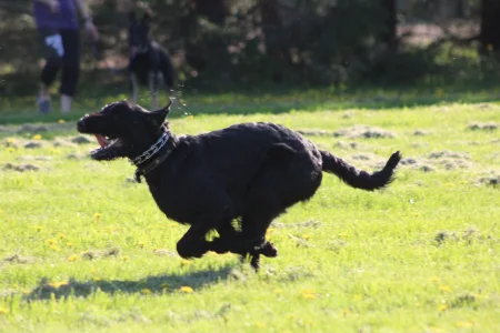 A Giant Schnauzer dog running with its mouth open
