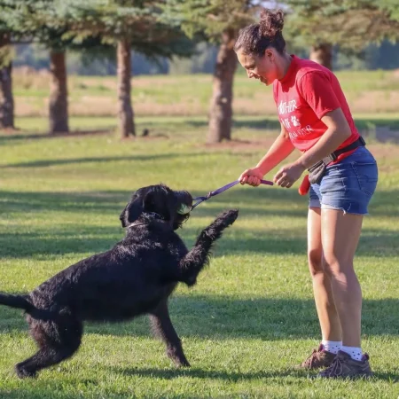 A black dog playing tug with its owner