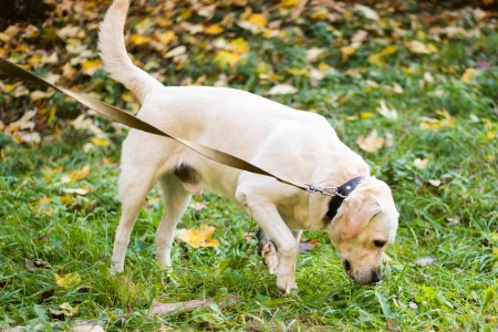 A yellow Labrador Retriever sniffing grass