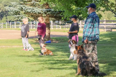 A group of dogs sitting next to their owners