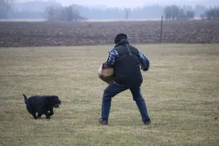 A Giant Schnauzer dog lunging to bit a decoy wearing a sleeve