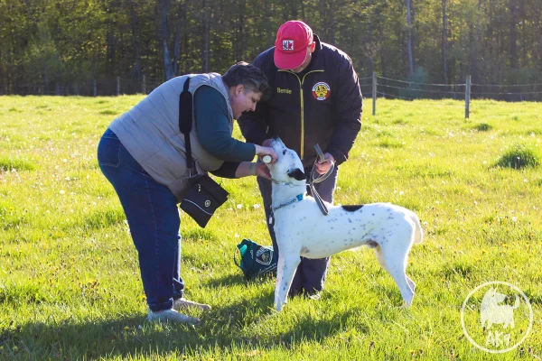 Beyond the Screen: The Reality of Dog Temperament and Pressure