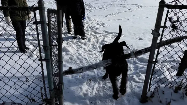 Image for Tangled leashes and problem-solving in dogs