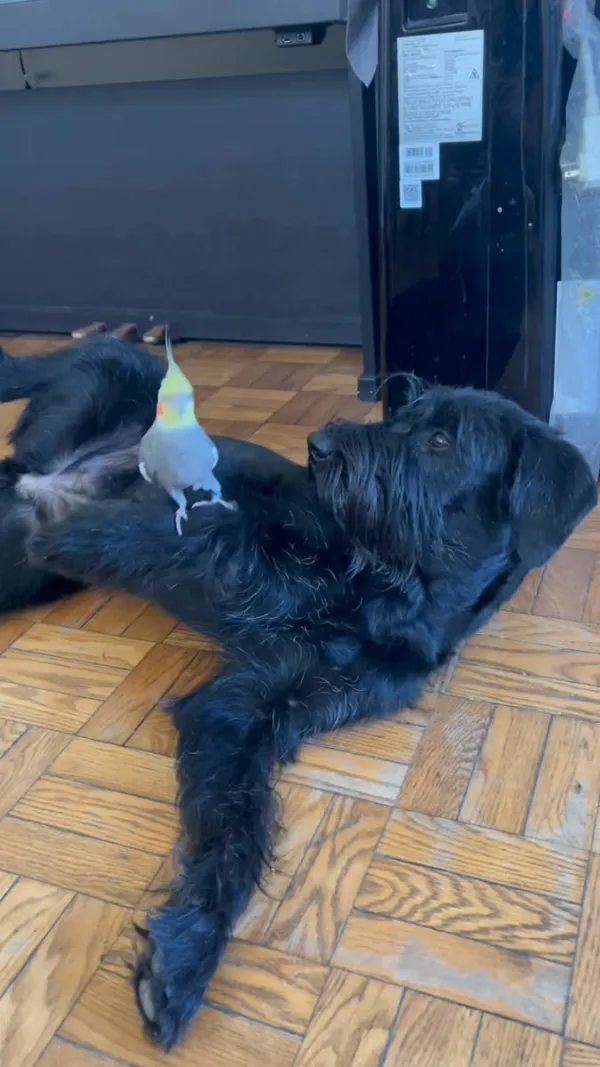 Image for Dogs living with small animals