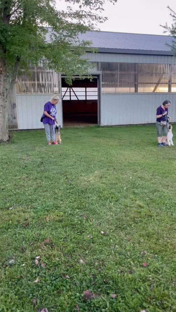 Image for Client spotlight: meeting "strange" dogs