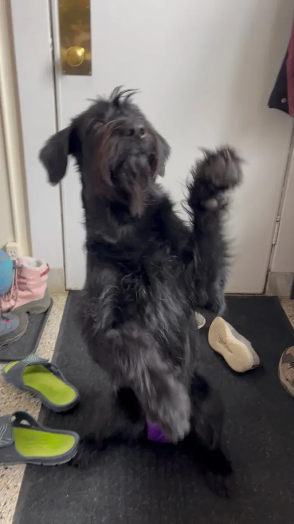 Image for Teaching tricks to improve emotions